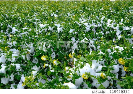 雪積もる長岡京市の菜の花畑 119456354