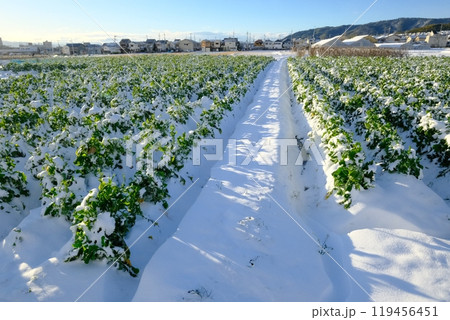 もうひとつの京都乙訓の冬の菜の花畑 119456451