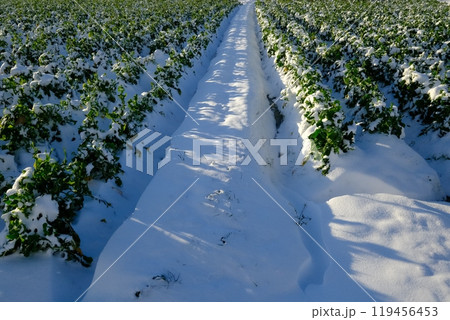 もうひとつの京都乙訓の冬の菜の花畑 119456453