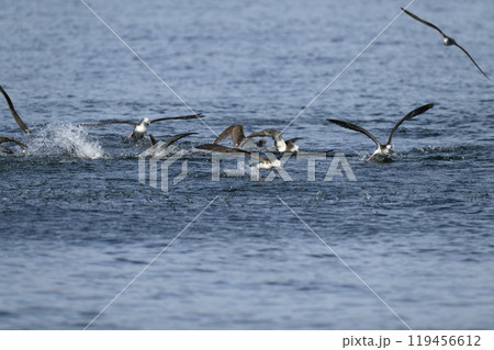 オオミズナギドリ 119456612