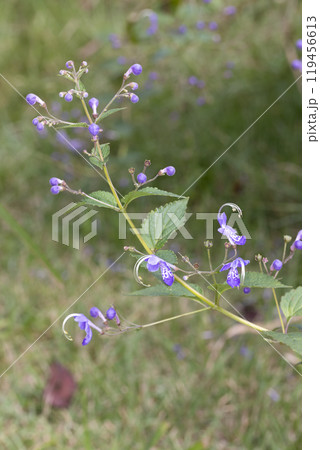 カリガネソウ 119456613