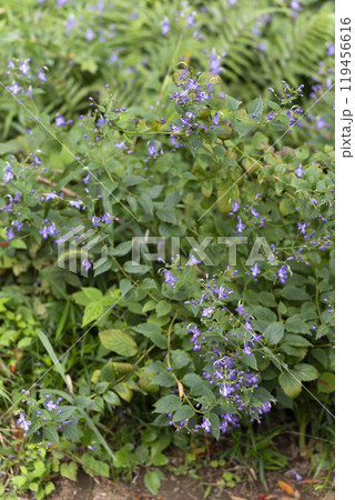 カリガネソウ カリガネソウ 119456616