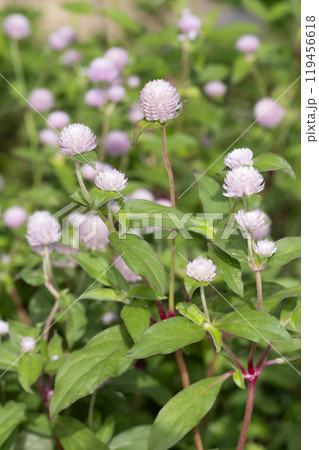 センニチコウ 119456618