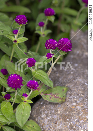 センニチコウ 119456621