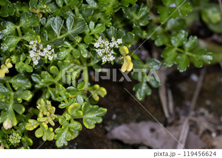 ハマゼリ 119456624