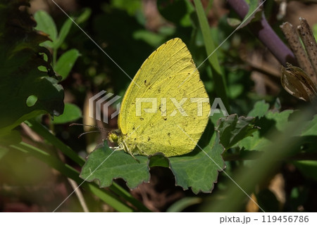緑色の草にとまった黄色いキチョウ 緑色の草にとまった黄色いキチョウ 119456786