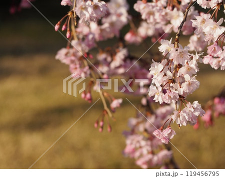春の花　桜　枝垂れ桜	 119456795