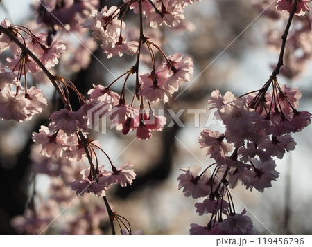 春の花　桜　枝垂れ桜	 119456796