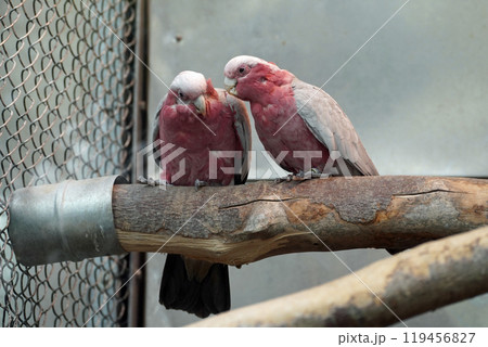 モモイロインコのペア 119456827