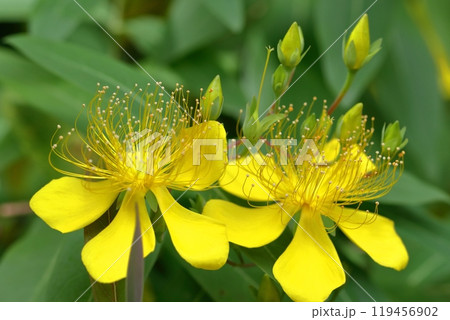 金糸のような長い雄しべの花 119456902