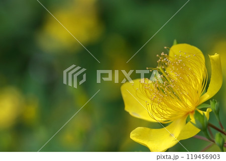 金糸のような長い雄しべの花 119456903