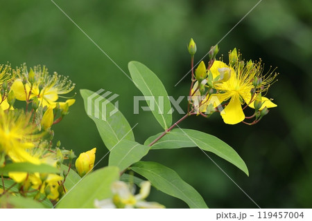 金糸のような長い雄しべの花 119457004