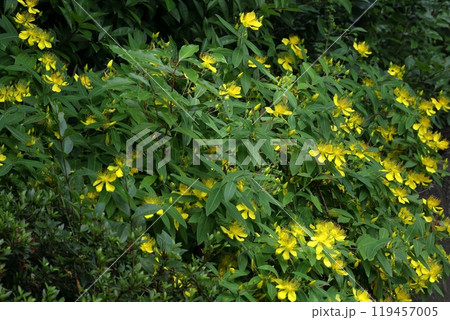 金糸のような長い雄しべの花 119457005