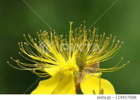 金糸のような長い雄しべの花 金糸のような長い雄しべの花 119457006