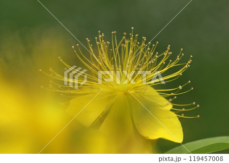 金糸のような長い雄しべの花 119457008