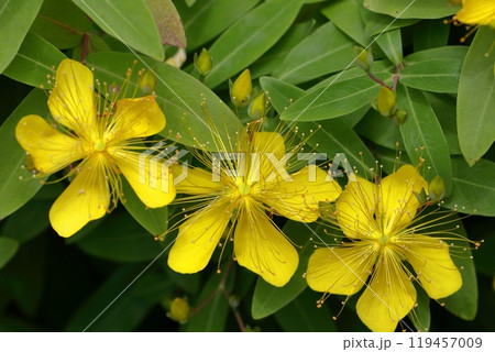金糸のような長い雄しべの花 金糸のような長い雄しべの花 119457009