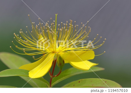 金糸のような長い雄しべの花 119457010