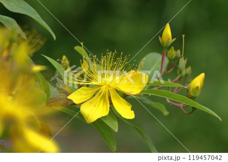 金糸のような長い雄しべの花 119457042