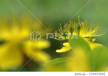 金糸のような長い雄しべの花 119457045