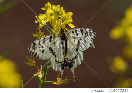 黄色い菜の花畑で翅を全開にして吸蜜するホソオチョウ 119457225