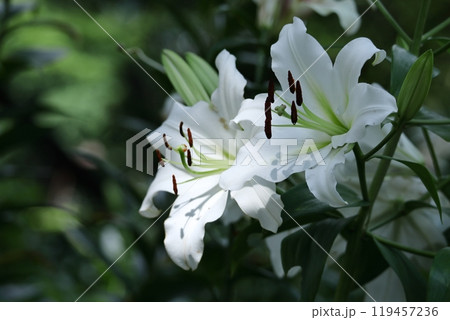 純潔を象徴する花 119457236