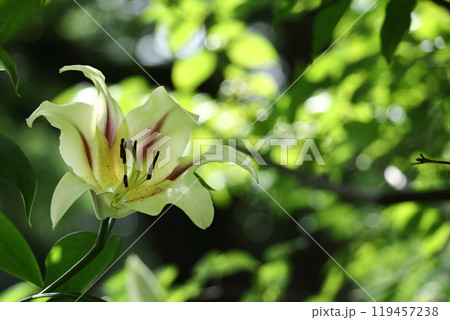 純潔を象徴する花 純潔を象徴する花 119457238