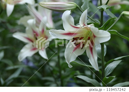純潔を象徴する花 純潔を象徴する花 119457242