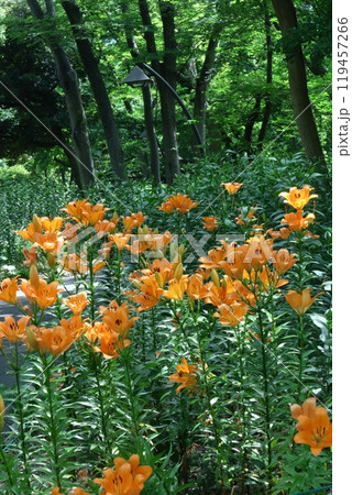 純潔を象徴する花 純潔を象徴する花 119457266