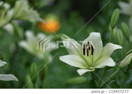 純潔を象徴する花 純潔を象徴する花 119457277