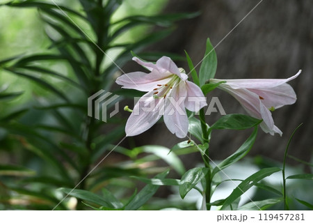 純潔を象徴する花 119457281