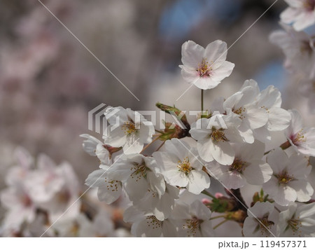 満開になった桜の花 119457371