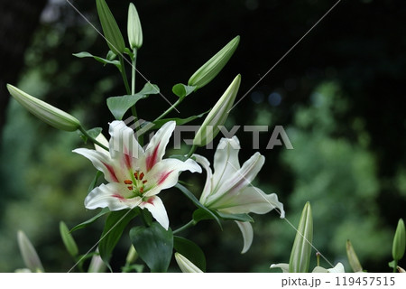 純潔を象徴する花 純潔を象徴する花 119457515