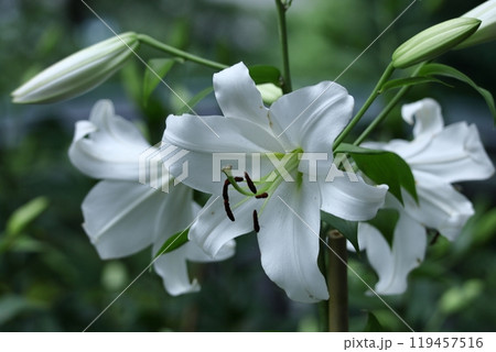純潔を象徴する花 純潔を象徴する花 119457516