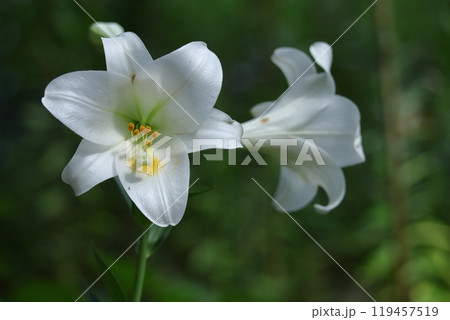 純潔を象徴する花 119457519