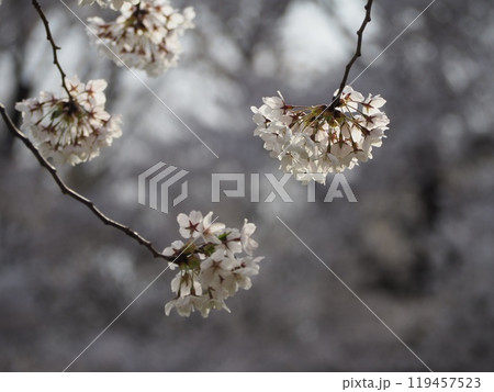 日本の春　桜　ソメイヨシノ 119457523
