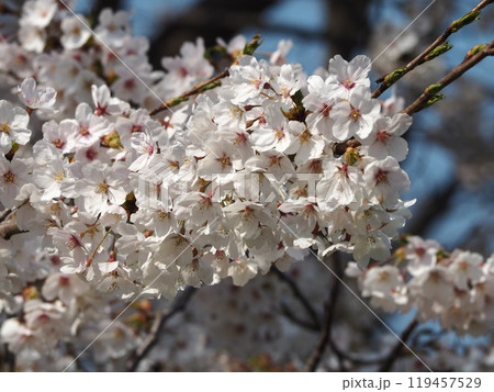 日本の春　桜　ソメイヨシノ 119457529