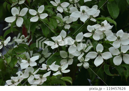 庭のシンボルツリー 庭のシンボルツリー 119457626