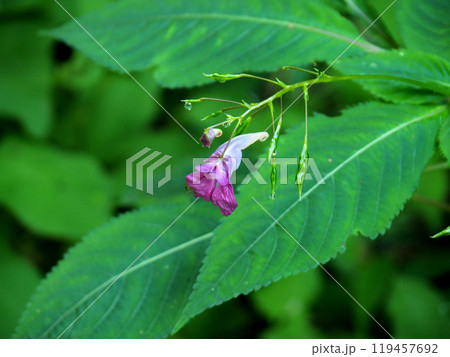 ツリフネソウ（釣船草、吊舟草） 119457692