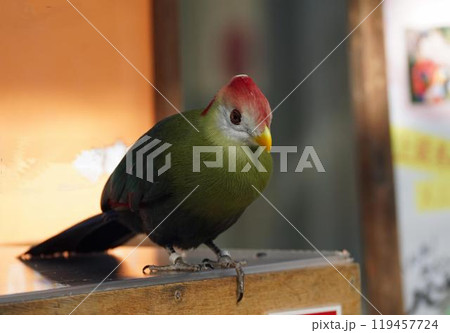 アカガシラエボシドリ 119457724