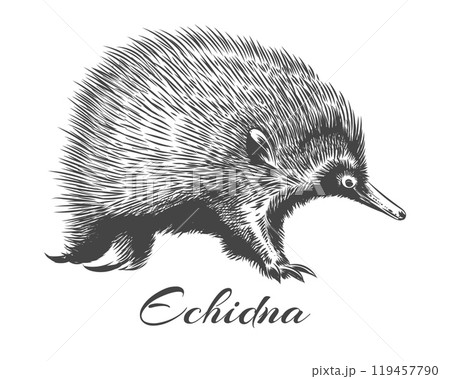 Hand drawn echidna sketch Hand drawn echidna sketch 119457790