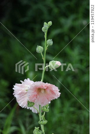 気高く威厳に満ちた花 気高く威厳に満ちた花 119457822