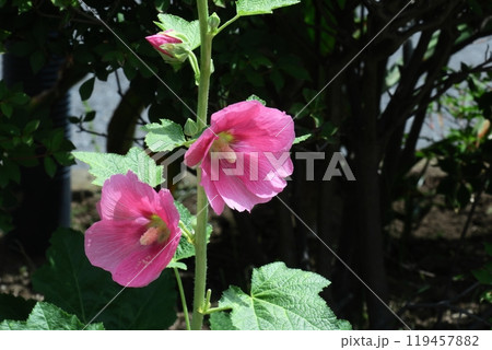 気高く威厳に満ちた花 気高く威厳に満ちた花 119457882