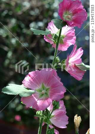 気高く威厳に満ちた花 119457883