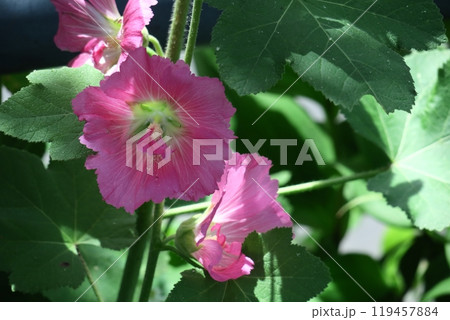 気高く威厳に満ちた花 気高く威厳に満ちた花 119457884