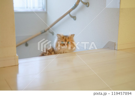 家の階段から見上げる猫 家の階段から見上げる猫 119457894