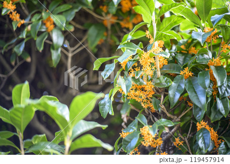 金木犀 秋の花 花素材 【東京都】 119457914