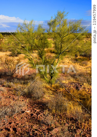 Palo Verde Tree, Sonora Desert, Mid Summer Palo Verde Tree, Sonora Desert, Mid Summer 119457999