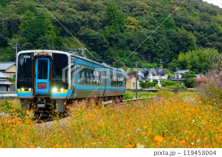 オレンジの秋桜と特急あしずり 119458004