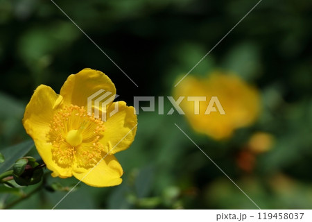 黄金色の梅に似た花 119458037