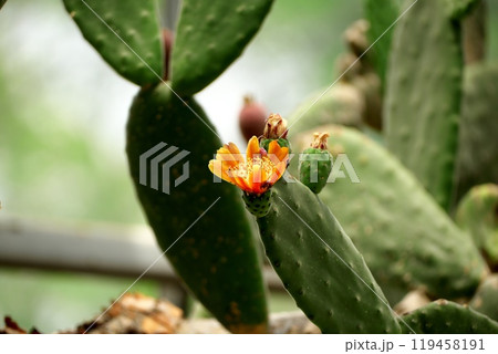 オオガタホウケンの花 オオガタホウケンの花 119458191